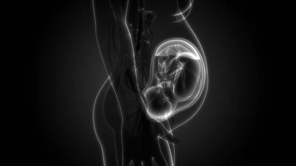 3D Illustration of human embryo ultrasound