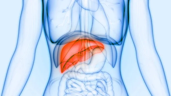 Anatomia Narządów Ludzkiego Ciała Wątroby — Zdjęcie stockowe