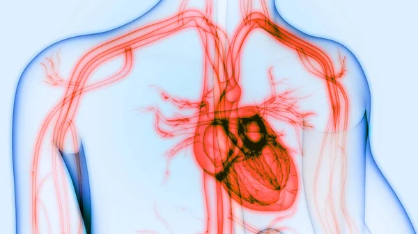 Organi Del Corpo Umano Anatomia Del Cuore — Foto Stock