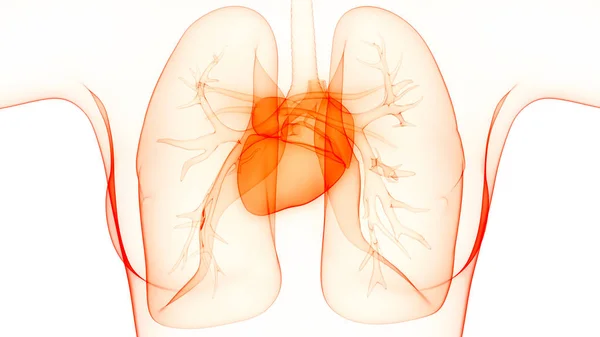 Ilustração Sistema Respiratório Humano Anatomia Pulmonar — Fotografia de Stock