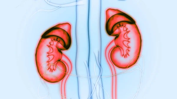Organe Des Menschlichen Körpers Nieren — Stockfoto