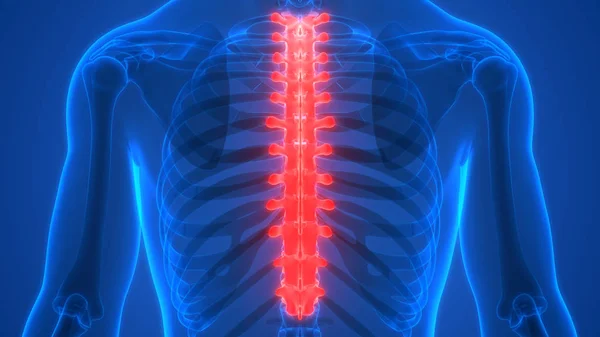 Ilustración Los Órganos Del Cuerpo Humano Columna Vertebral —  Fotos de Stock