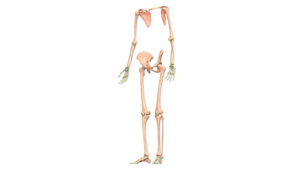 Ilustração Anatomia Sistema Esqueleto Humano Membros Superiores Inferiores — Fotografia de Stock