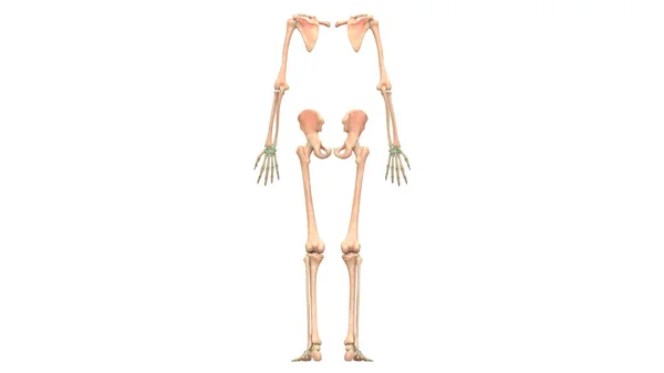 Ilustração Anatomia Sistema Esqueleto Humano Membros Superiores Inferiores — Fotografia de Stock