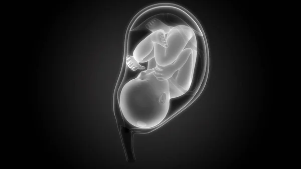 Ilustracja Ludzkiego Embrionu Usg — Zdjęcie stockowe