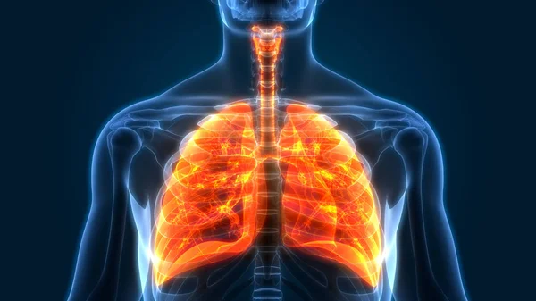 Ilustración Anatomía Pulmonar Del Sistema Respiratorio Humano —  Fotos de Stock