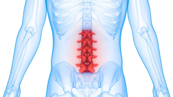 Ilustração Órgãos Corpo Humano Coluna Vertebral — Fotografia de Stock