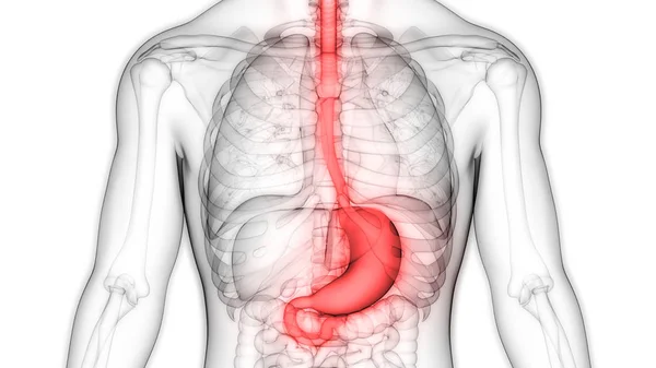人間の消化器系 胃の解剖学 — ストック写真
