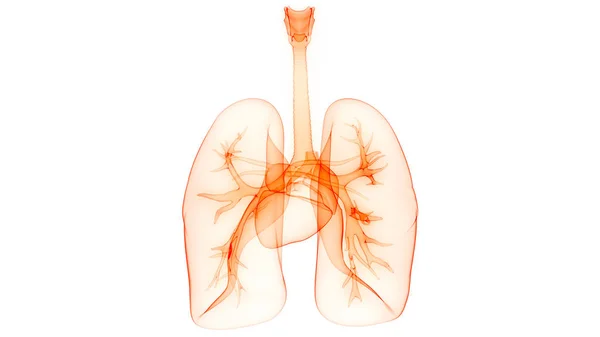 Ilustración Del Sistema Respiratorio Humano Anatomía Pulmonar —  Fotos de Stock