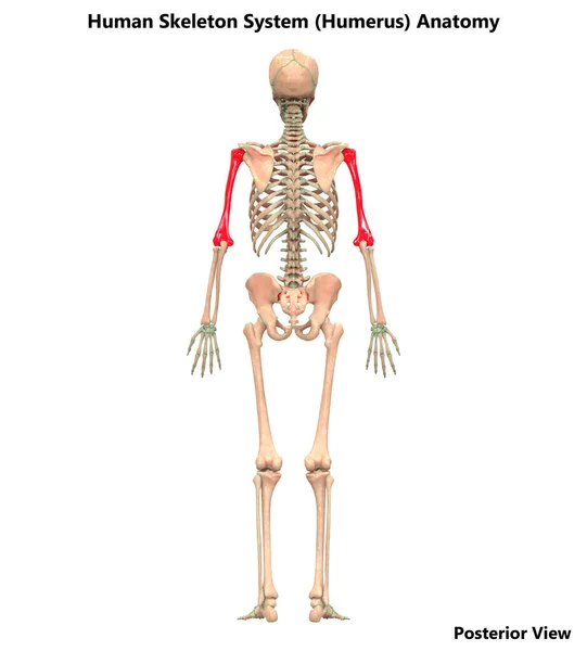 Illustration Människans Skelett System Humerus Anatomi — Stockfoto