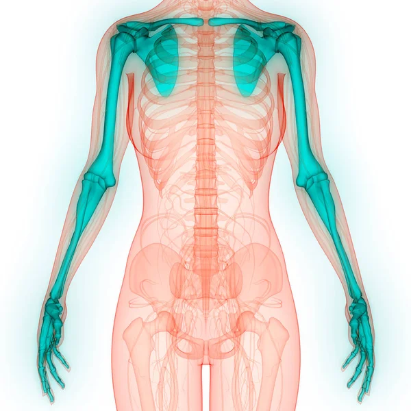 Ilustracja Ludzkiego Szkieletu Systemu Anatomii Kończyn Górnych — Zdjęcie stockowe