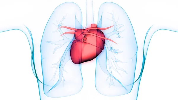 Lidské Tělesné Orgány Anatomie Srdce Plic — Stock fotografie