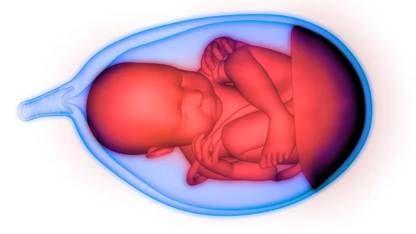 Illustratie Van Menselijke Embryo Echografie — Stockfoto