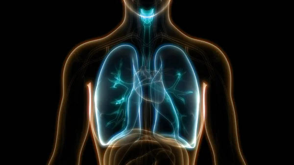Illusztrációja Emberi Légzőrendszer Tüdő Anatómiája — Stock Fotó