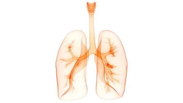 Απεικόνιση Του Ανθρώπινου Αναπνευστικού Συστήματος Ανατομία Των Πνευμόνων — Φωτογραφία Αρχείου