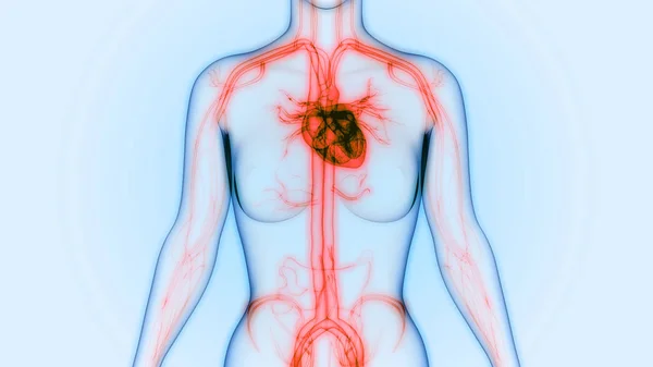 Nsan Vücudu Organlara Kalp Anatomisi — Stok fotoğraf