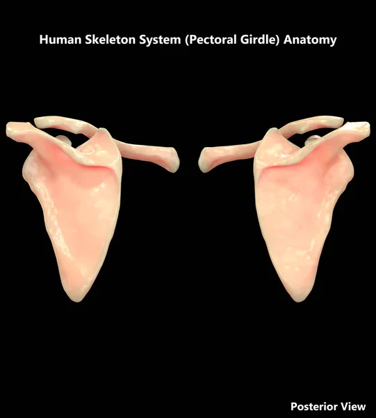 Ilustracja Ludzkiego Szkieletu Systemu Pas Piersiowy Anatomia — Zdjęcie stockowe