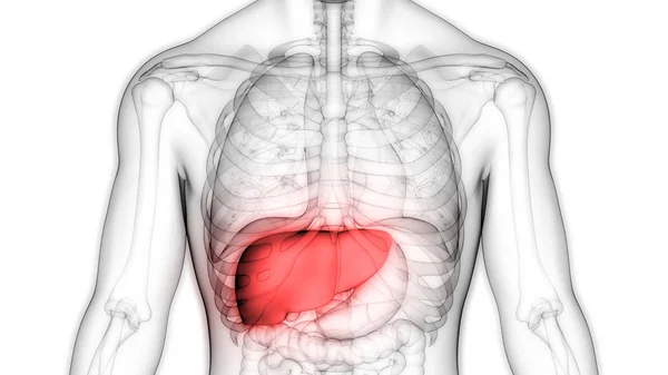 Nsan Vücudu Organların Anatomisi Karaciğer — Stok fotoğraf