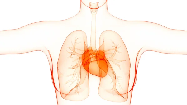 Illustrazione Dell Anatomia Polmonare Del Sistema Respiratorio Umano — Foto Stock