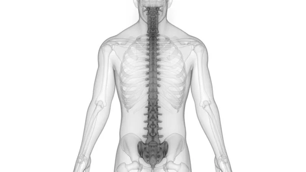 Ilustração Órgãos Corpo Humano Coluna Vertebral — Fotografia de Stock