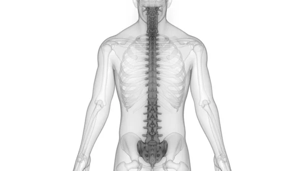 Ilustración Los Órganos Del Cuerpo Humano Columna Vertebral —  Fotos de Stock