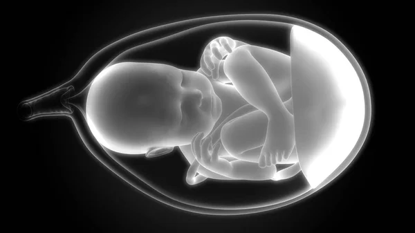 Darstellung Des Menschlichen Embryo Ultraschalls — Stockfoto