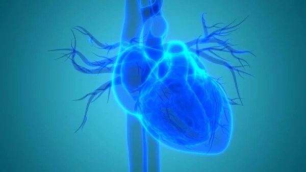 Органы Человеческого Тела Анатомия Сердца — стоковое фото