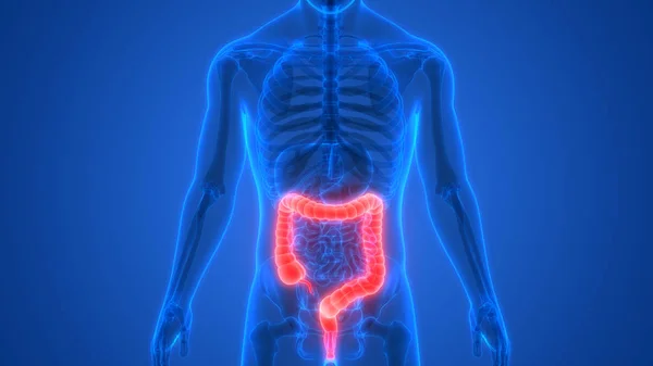 大腸を持つ人間の骨格の3Dイラスト — ストック写真