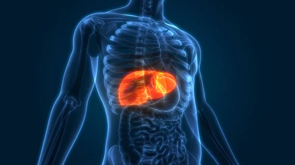 Анатомія Органів Людського Тіла Печінки — стокове фото