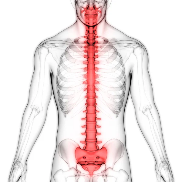 Illustrazione Organi Del Corpo Umano Colonna Vertebrale — Foto Stock