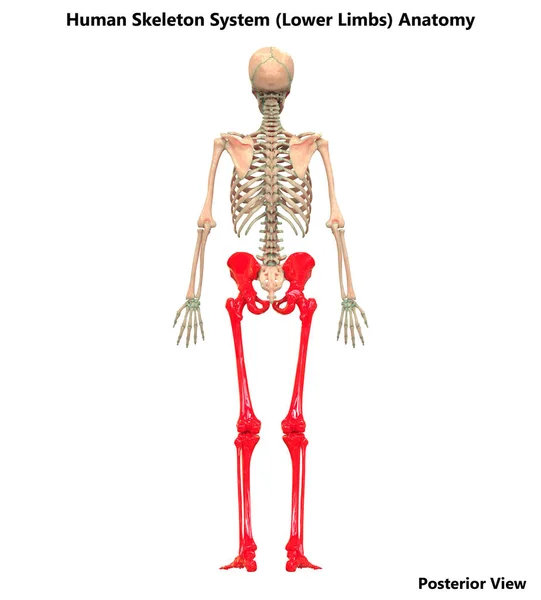 Ilustracja Ludzkiego Szkieletu Systemu Anatomii Kończyn Dolnych — Zdjęcie stockowe