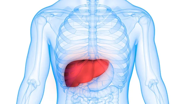Anatomia Dos Órgãos Corpo Humano Fígado — Fotografia de Stock