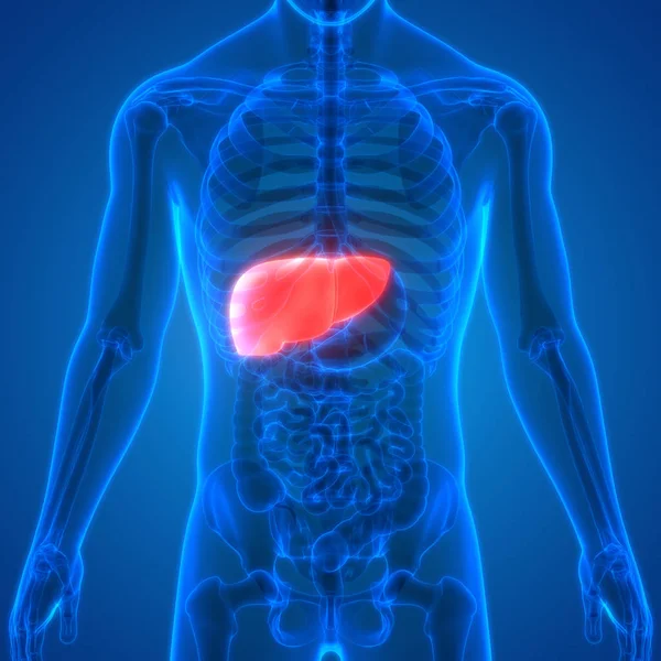 Human Body Organs Anatomy Liver — Stock Photo, Image