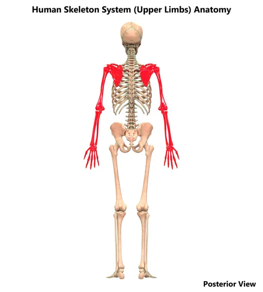 人类骨骼系统解剖学的插图 — 图库照片
