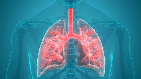 Ilustração Sistema Respiratório Humano Anatomia Pulmonar — Fotografia de Stock