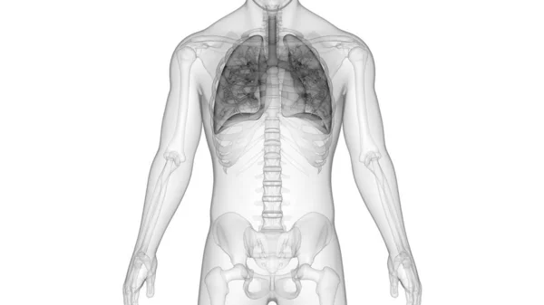 Illusztrációja Emberi Légzőrendszer Tüdő Anatómiája — Stock Fotó