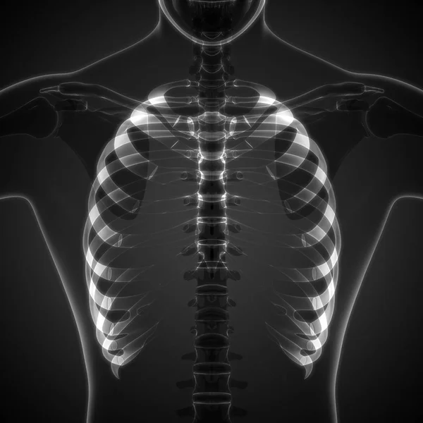 Ilustração Órgãos Corpo Humano Coluna Vertebral — Fotografia de Stock