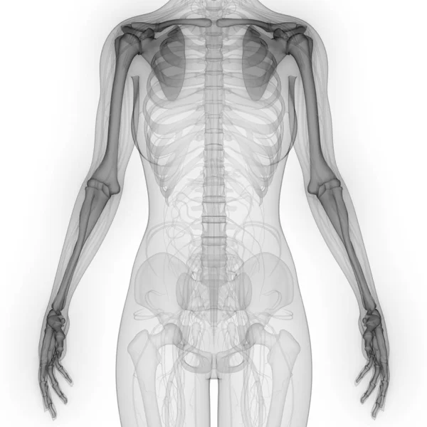 Illustratie Van Anatomie Van Het Menselijke Skelet Systeem — Stockfoto