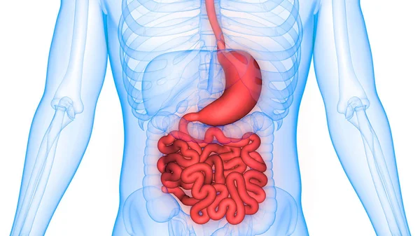 Anatomía Del Sistema Digestivo Humano Estómago Con Intestino Delgado — Foto de Stock