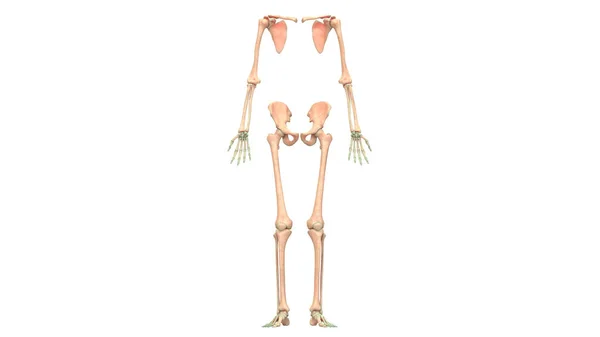 Illustratie Van Menselijk Skelet Systeem Anatomie Bovenste Onderste Ledematen — Stockfoto