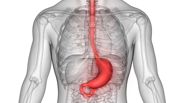 Sistema Digestivo Humano Anatomía Del Estómago —  Fotos de Stock