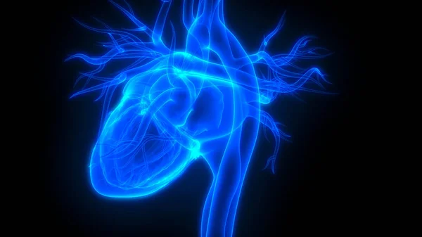 Emberi Test Szervei Szív Anatómiája — Stock Fotó