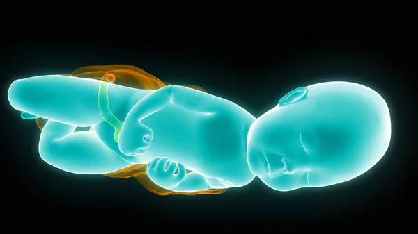 Ilustracja Ludzkiego Embrionu Usg — Zdjęcie stockowe