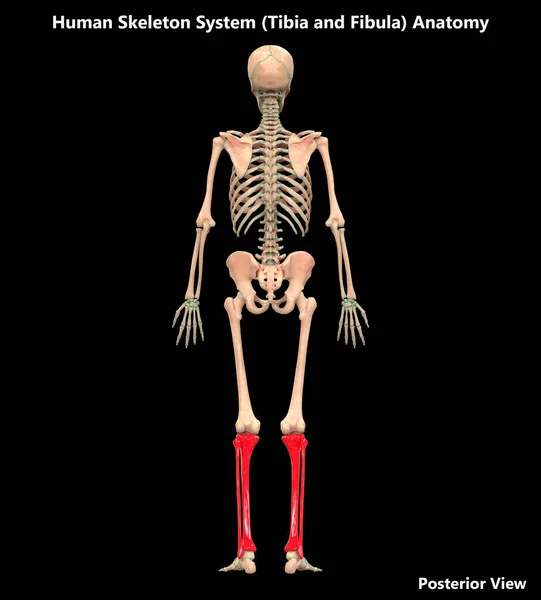 Esqueleto humano Tibia, fémur y fibula Huesos — Foto de Stock