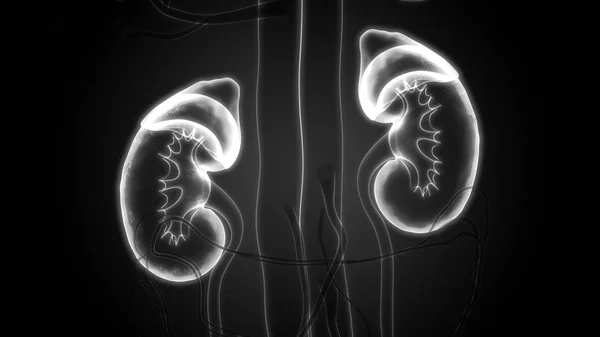 Human Body Organs Kidneys — Stock Photo, Image