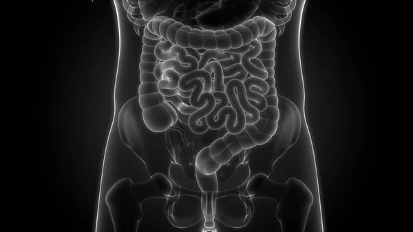 Ilustração Esqueleto Humano Com Intestino Grande Pequeno — Fotografia de Stock