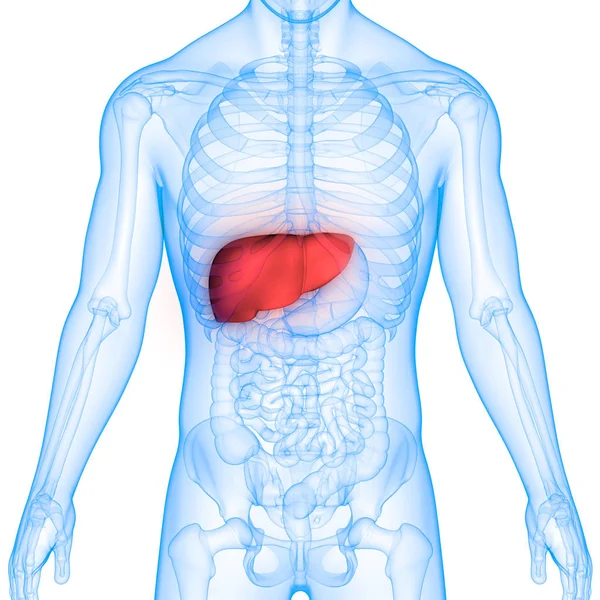 Anatomía Los Órganos Del Cuerpo Humano Hígado —  Fotos de Stock