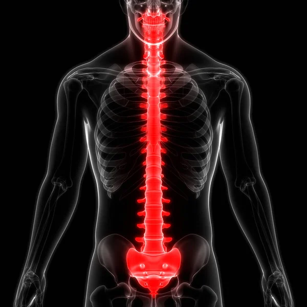 Иллюстрация Органов Человеческого Тела Позвоночника — стоковое фото