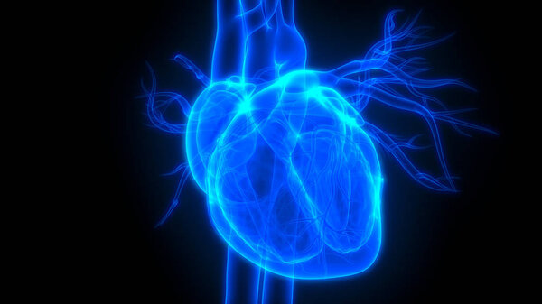 Human Body Organs (Heart Anatomy)