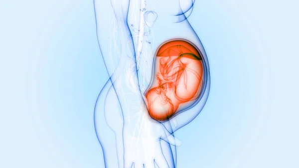 3D Illustration of human embryo ultrasound